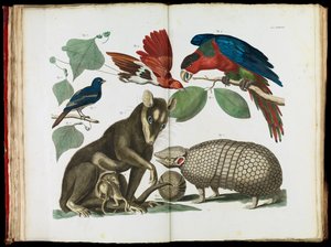 Molucca Opossum, Didelphis molucca and Armadillo, Tolypeutes matacus